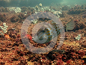 Mosaic Leatherjacket