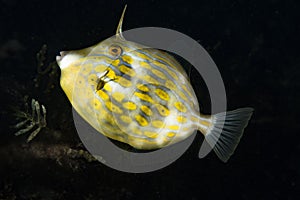 Mosaic Leatherjacket Eubalichthys mosaicus
