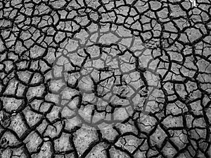 Dried Mud Patterns