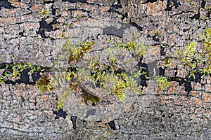 Mosaic of old tree bark and moss.