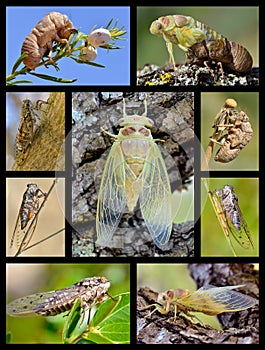Mosaic photos cicadas