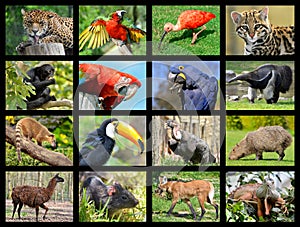 Mosaic photos South American animals