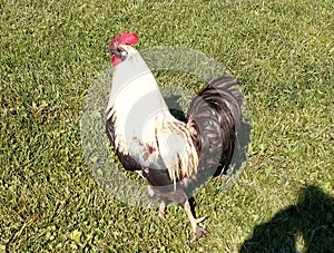 Mosaic rooster strutting in sun