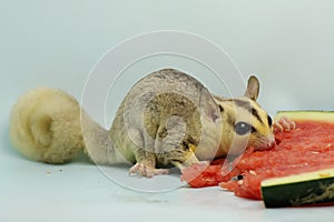 A mosaic sugar glider is eating watermelon.