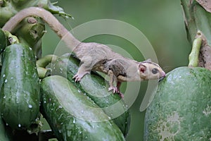 A mosaic sugar glider is looking for food.