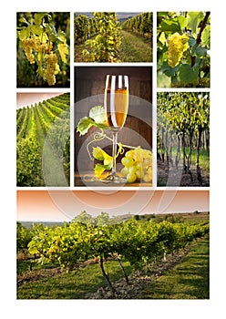 Mosaico vino 