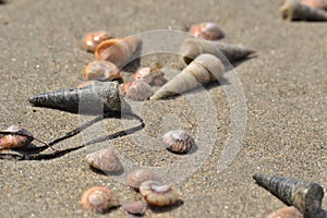 Mosaik of sea shells in sand, New Zealand