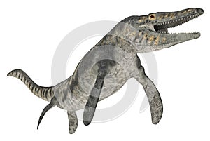Mosasaur Tylosaurus isolated on white background