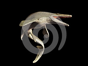 Mosasaurus, 17m aquatic lizard, between 70 and 66 million years ago 3d illustration isolated on black background