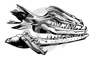 Mosasaurus Jaw, vintage illustration photo