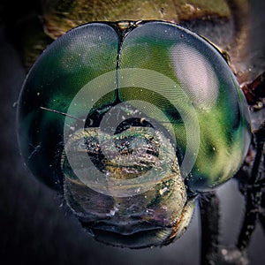 Mosca en macro photo