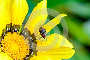 fly perched on yellow flower photo