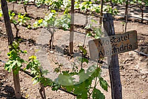 MOSCATEL de ALEJANDRIA Wine sign on vineyard. Vineyard landcape