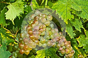 Moscato grapes vines and ripe grapes, Piedmont region of Italy