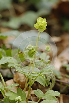 Moschatel