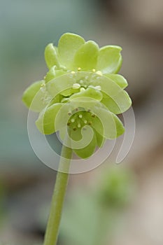 Moschatel