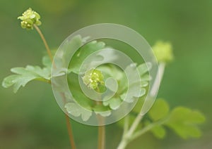 Moschatel (Adoxa moschatellina)