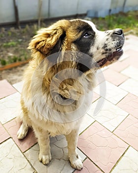 Moscow guard dog brown color. Pet. Fluffy and beautiful dog.