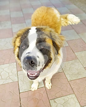 Moscow guard dog brown color. Pet. Fluffy and beautiful dog.