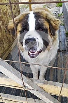 Moscow guard dog brown color. Pet. Fluffy and beautiful dog.