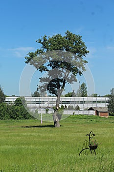 Moscow Oblast. Pushkino County. Tarasovka. Tree.