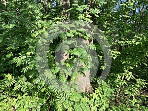 Moscow region, the city of Balashikha. Trees in the Park zone Solnechnaya Sunny on the bank of Pekhorka river in summer morning