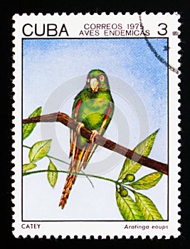 Cuban Parakeet Aratinga euops, Indigenous Birds serie, circa 1975