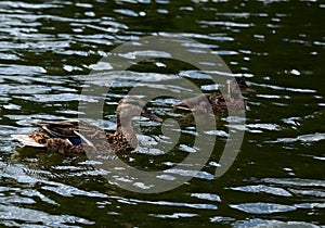Duck on the pond of the natural-historical park `Kuzminki-Lyublino` photo