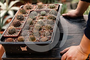 MOSCOW, RUSSIA - MARCH 12, 2018: The gardener checks the status of cacti in the Aptekarsky Ogorod.