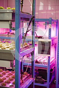 Moscow, Russia May 13, 2020: Plants in a vertical growing system with LED lights