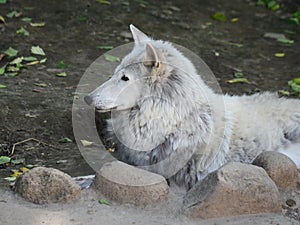 Tundra wolf in the Moscow zoo.