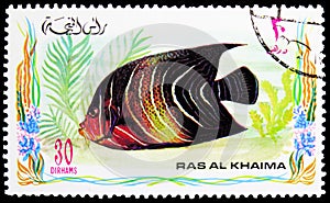 Postage stamp printed in Ras Al Khaimah shows Koran Angelfish (Pomacanthus semicirculatus), Fishes serie, circa 1972