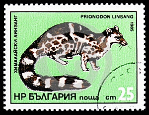 Banded Linsang (Prionodon linsang), Exotic predators serie, circa 1985