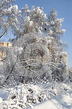 Covered Snow Trees in Odintsovo Park