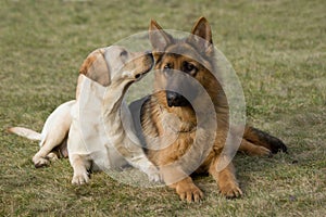 Moscow sheepdog and Labrador retriever.