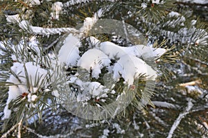 Moscow, the snow on the pines, winter.