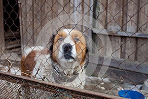 Moscow watchdog in shelter