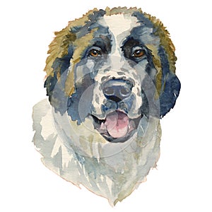 The moscow watchdog, watercolor hand painted dog portrait