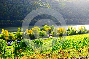 Mosel valley near Pommern in autumn photo