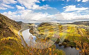 Moselle Autumn golden vineyards Landscape view from Calmont Klettersteig photo