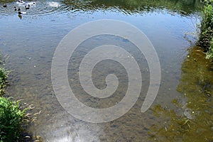 Moselle with clear water, fish and birds