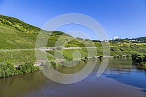 Moselle landscape with vineyards