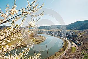 Moselle river bend in springtime, Rheinland-Pfalz, Germany photo