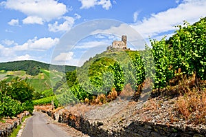 Moselle Valley Germany: View to vineyards and ruins of Landshut castle near Bernkastel-Kues