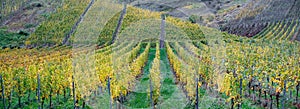 Moselle winery landscape, Vineyards in golden autumn colors
