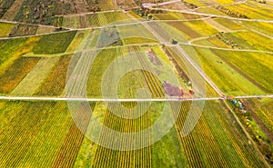 Moselle winery landscape, Vineyards in golden autumn colors