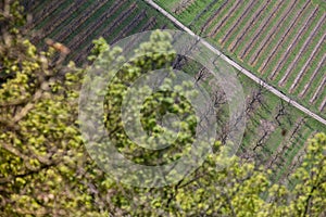 moseltal germany vineyards in spring