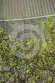 moseltal germany vineyards in spring