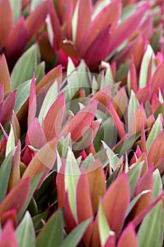 Moses in a Cradle Rhoeo discolor rosette with bi-coloured leaves