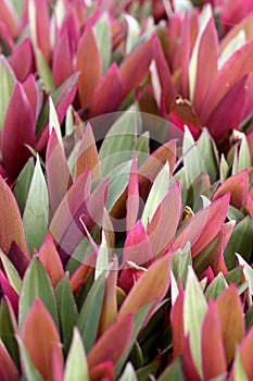 Moses in a Cradle Rhoeo discolor rosette with bi-coloured leaves photo